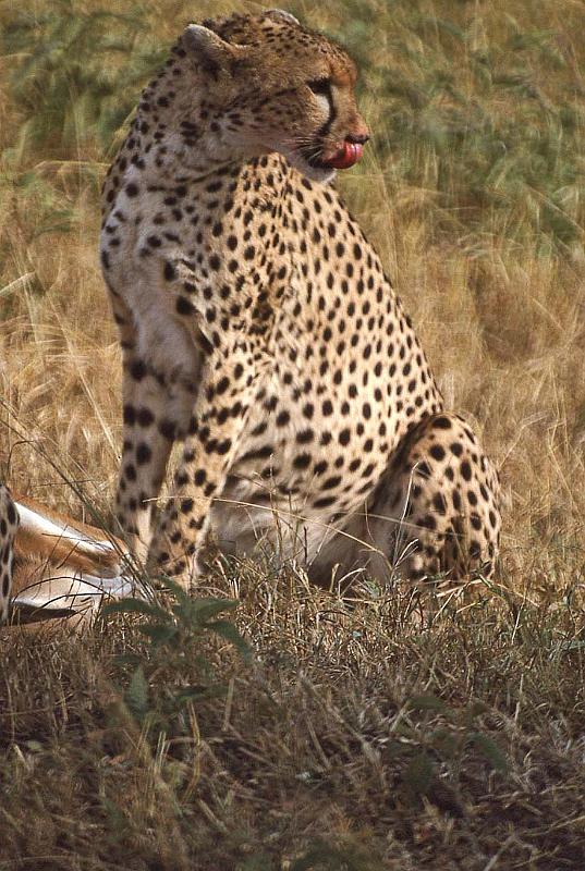 WT 1400 200-25 Kenya.jpg